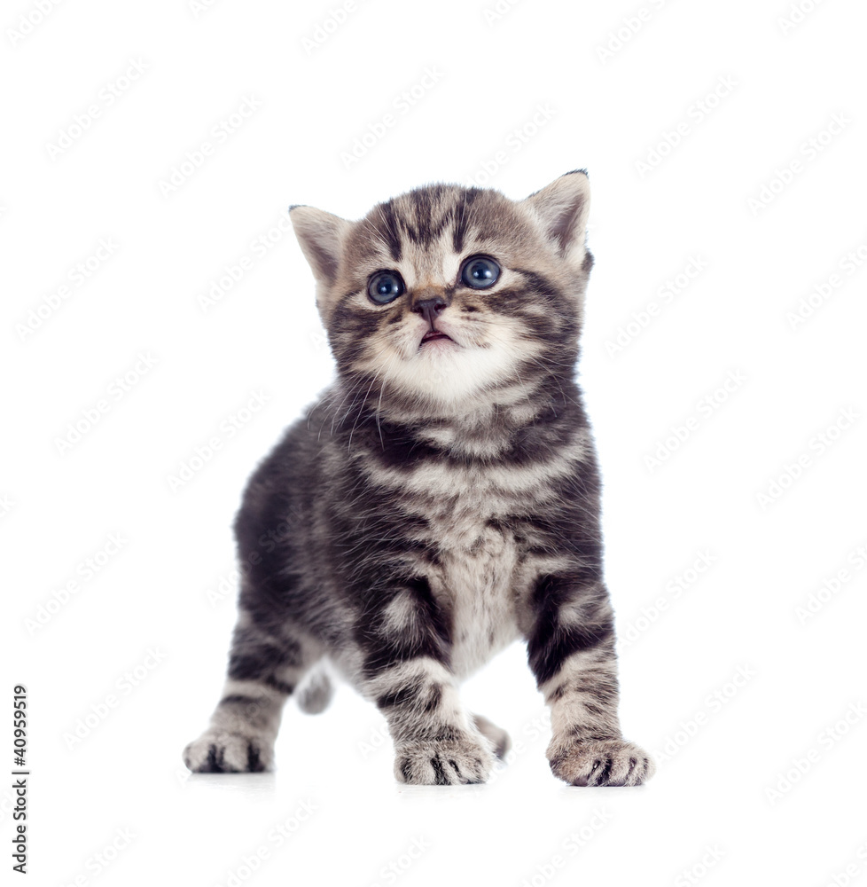 baby Scottish british kitten isolated on white background