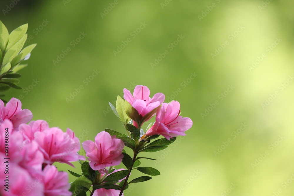 Fototapeta premium ツツジ