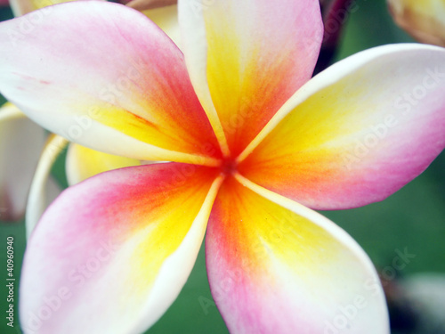 Close up frangipani flower