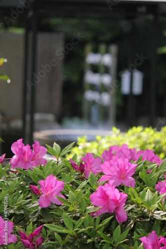 Wallpaper Mural ツツジ Torontodigital.ca