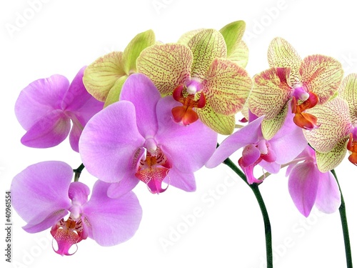 Fototapeta Naklejka Na Ścianę i Meble -  two pretty orchids