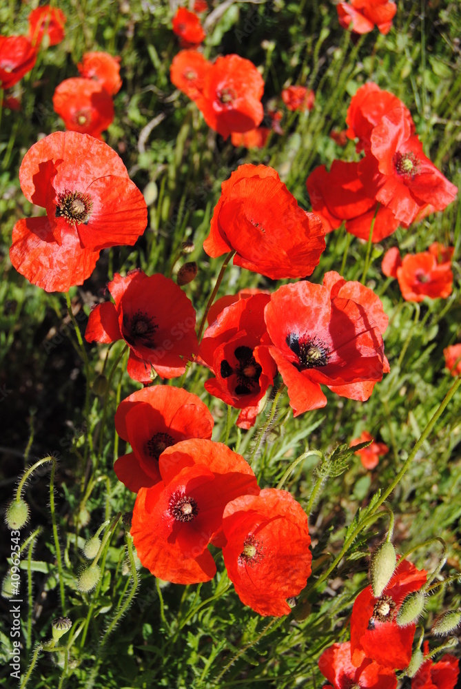 coquelicot