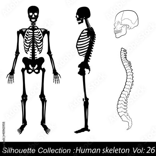 Human skeleton