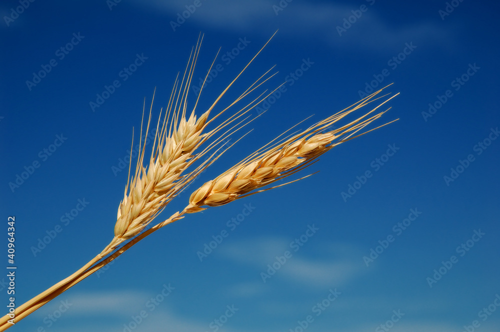 Wheat ears