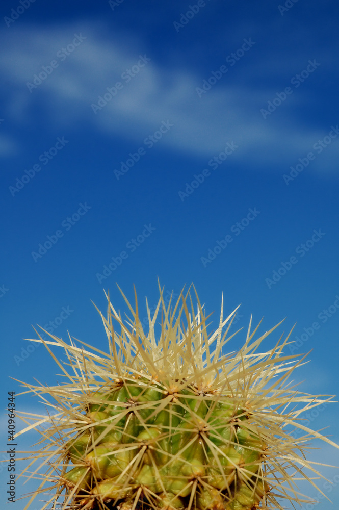Fototapeta premium Small cactus detail