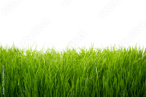 Green grass over white background