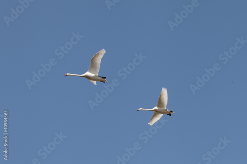 Flying swans.