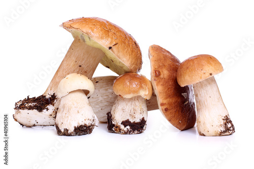 Boletus mushrooms on white