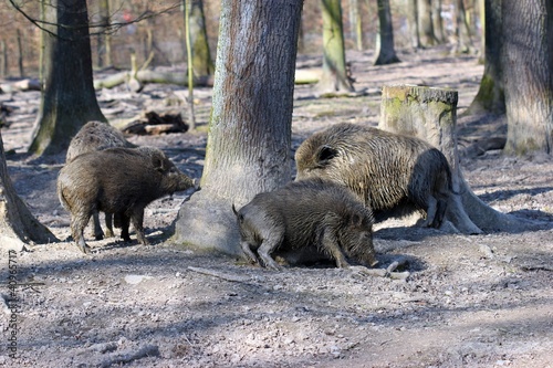 Wildschweinfamilie scheuert sich am Baum