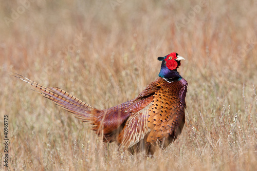 A common Pheasant in it's natural habitat photo