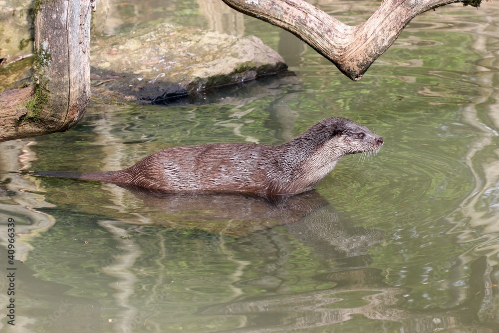 Fischotter im Wasser Fischotter im Wasser