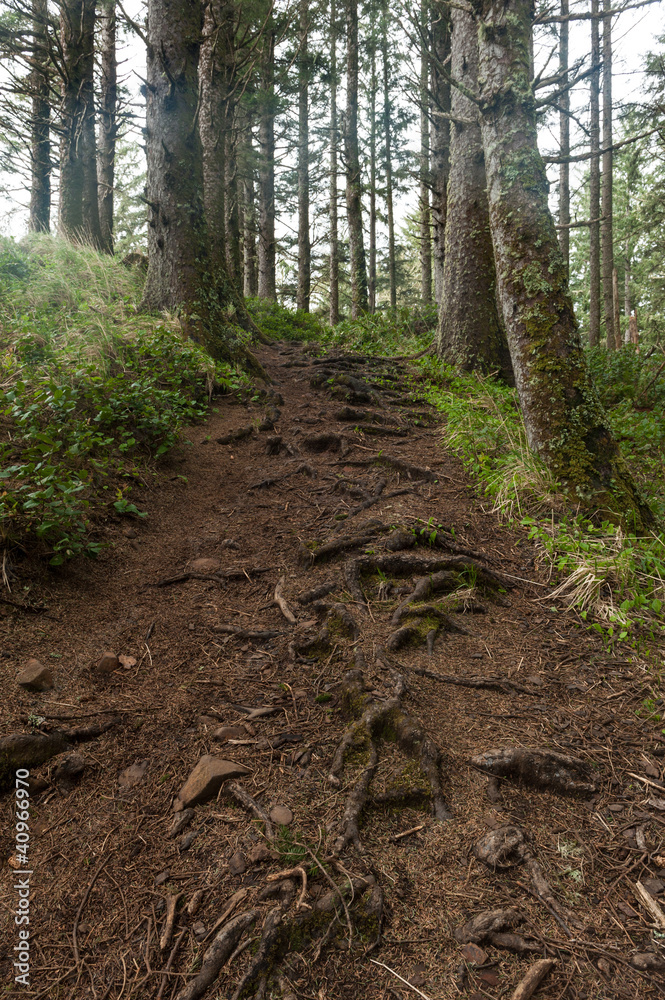 forest trail with erosion, Oregon