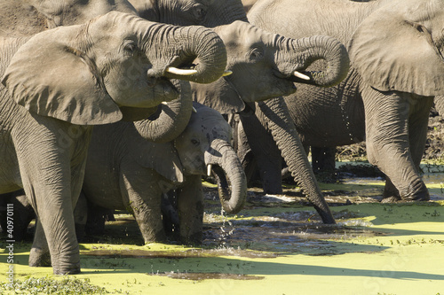 Photography Herd of African Elephants drinking, South Africa