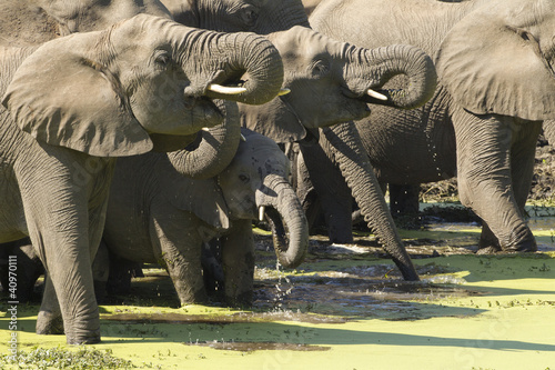 Herd of African Elephants drinking  South Africa