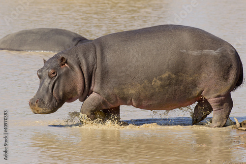 Hippo, South Africa