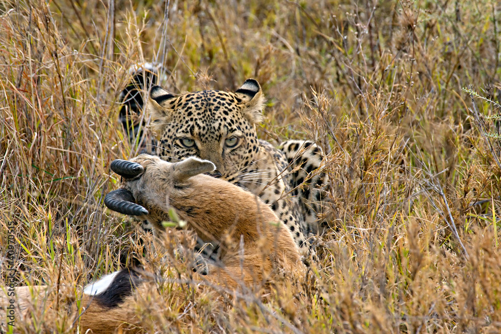 Fototapeta premium leopard catches its prey
