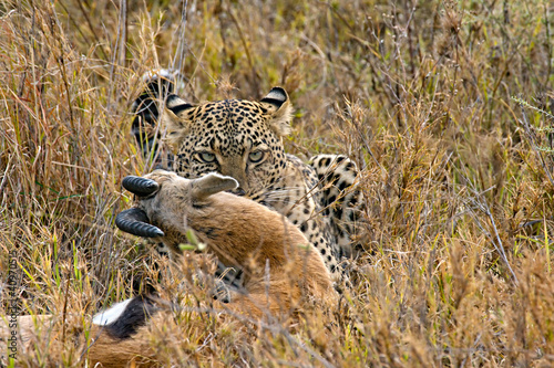 leopard catches its prey