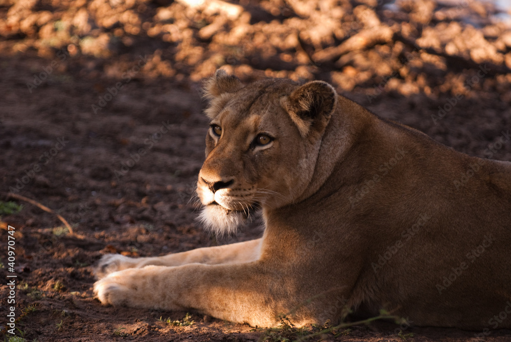 Naklejka premium Female lion near Kruger National Park, South Africa