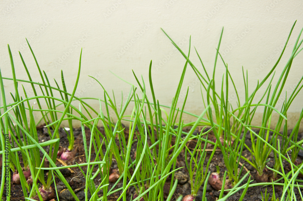 Obraz premium plant shallot