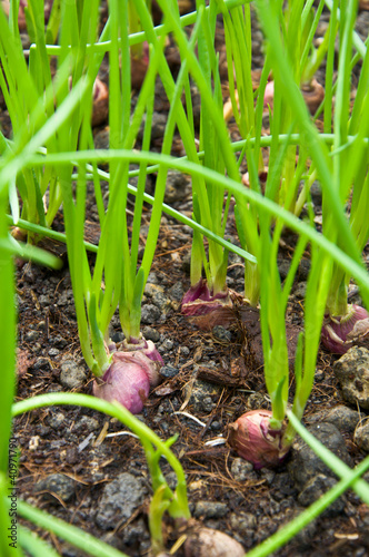 shallot