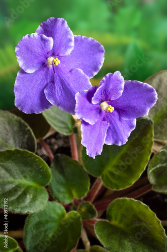 African Violet (Saintpaulia) flower