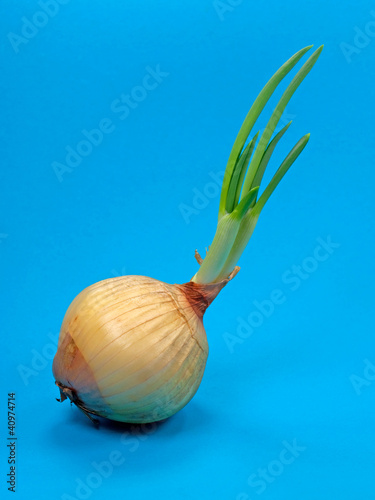 Zwiebelkeime photo