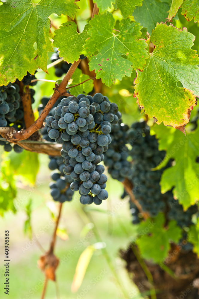 Ripe red wine grapes right before harvest