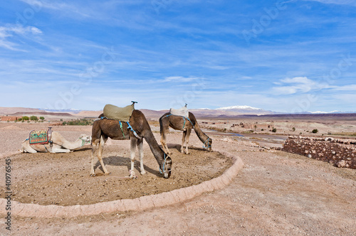 Camels near Ait Ben Haddou, Morocco photo