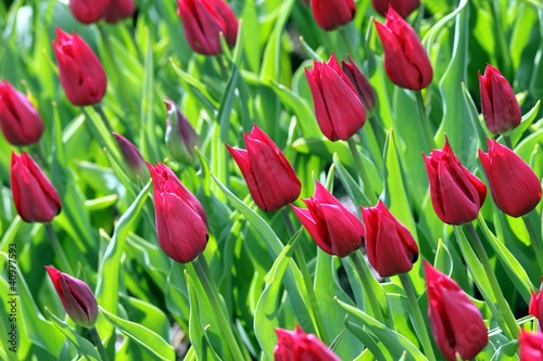 Fototapeta Naklejka Na Ścianę i Meble -  red tulips