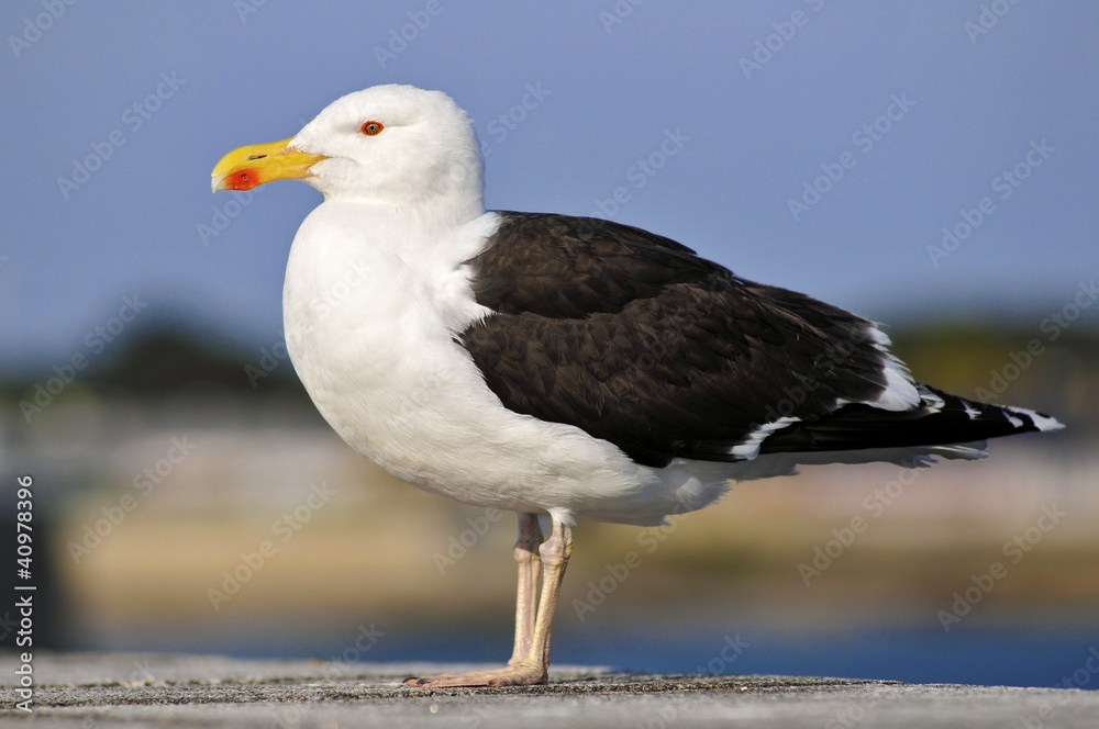 Naklejka premium Closeup of profile Great Black-backed Gull (Larus marinus)
