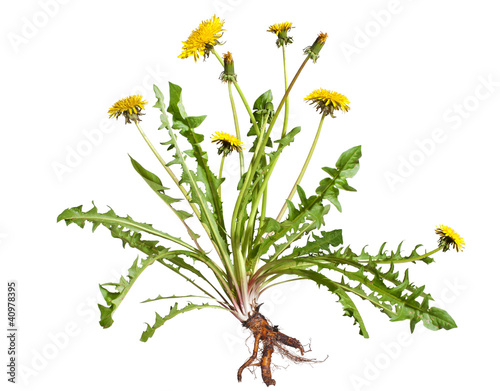 Dandelion
