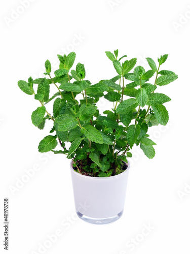 Kitchen herb mint in a pot - isolated