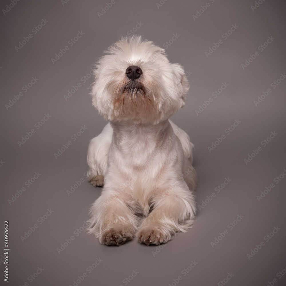 Westie Westie