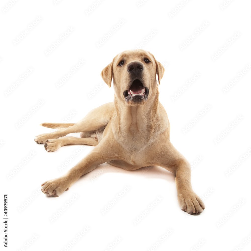 Labrador Labrador