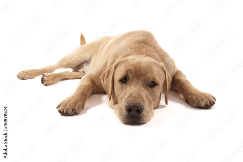 Labrador Labrador
