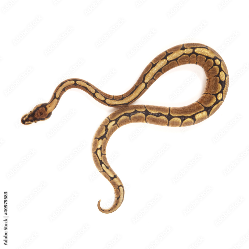 Ball python