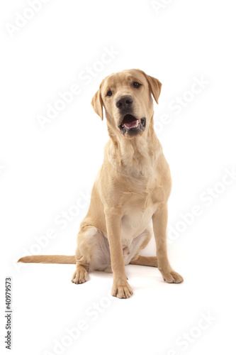 Labrador