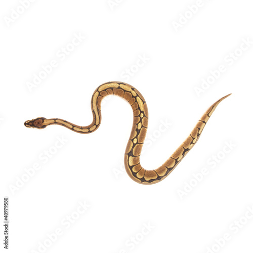 Fotografie Ball python