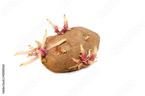 sprouted potatoes