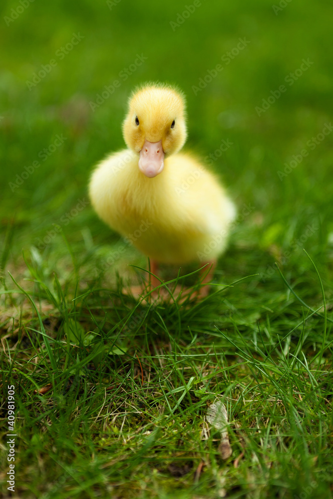 Small duckling outdoor on green grass