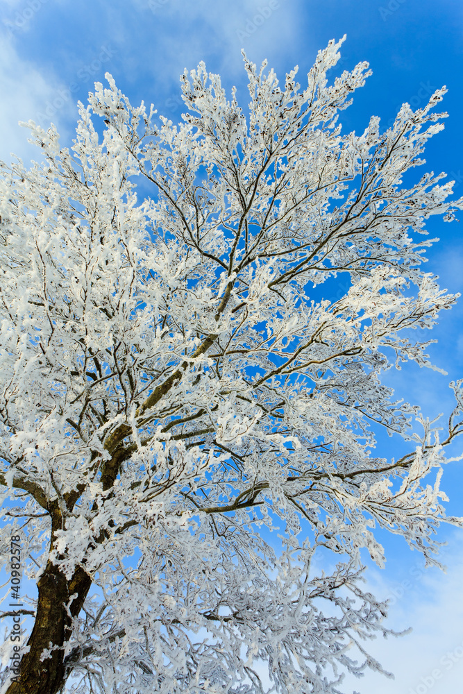 Detail of treetop in winter