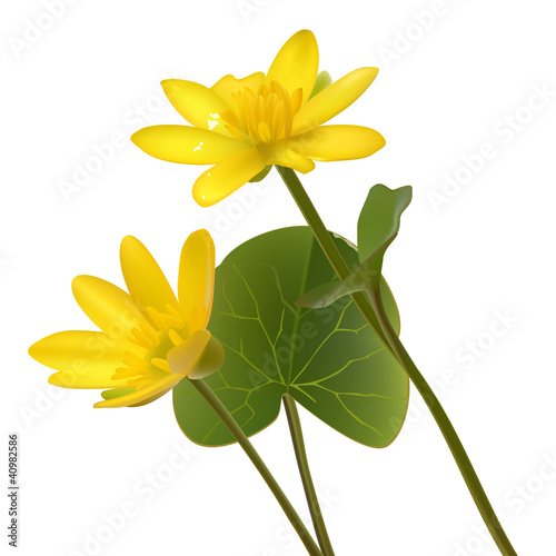 Vector Yellow wild flowers Ranunculus ficaria  ness isolated