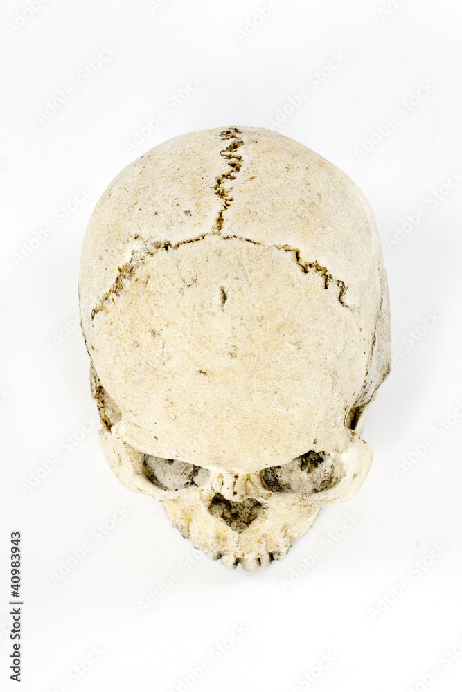Skull Skull