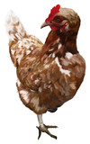 Chickens on one leg on a white background