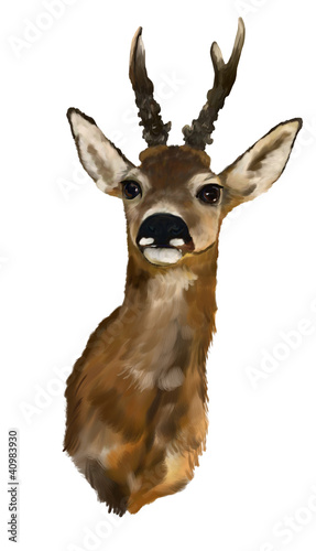 Deer head on a white background