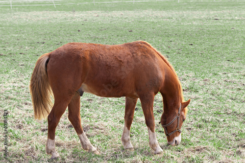 Horse grazing in the meadow
