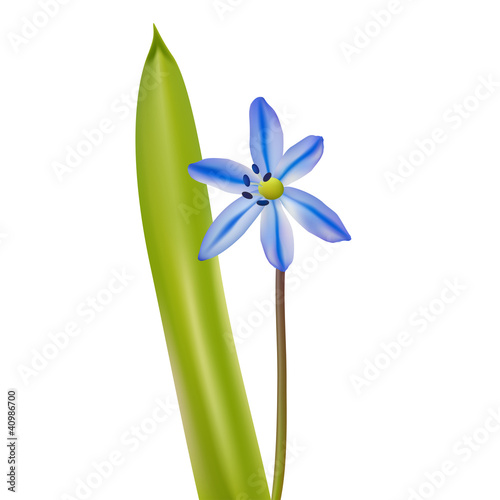 VECTOR squill bluebell wild flower isolated on white background