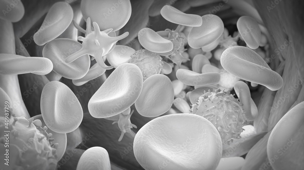 Xray Blutbahn mit Erythrozyten, Thrombozyten und Leukozyten StockIllustration Adobe Stock
