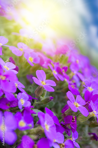 Beautiful violets flowers in the garden