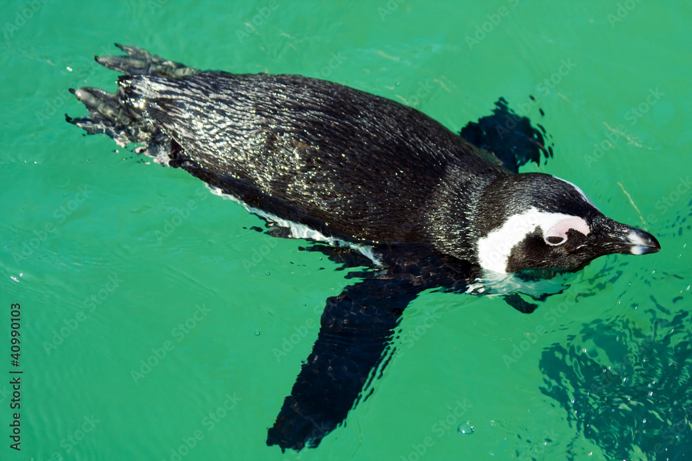 Naklejka premium African penguin (Spheniscus demersus)